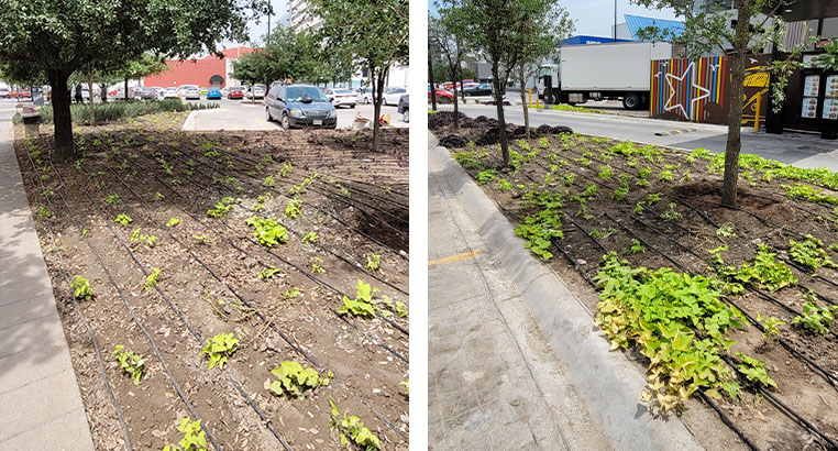 Proyecto Carl's Jr | Landscaping LASA