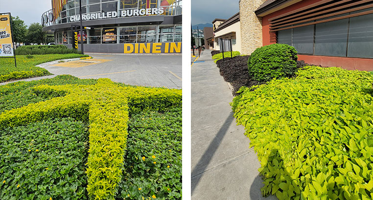 Proyecto Carl's Jr | Landscaping LASA
