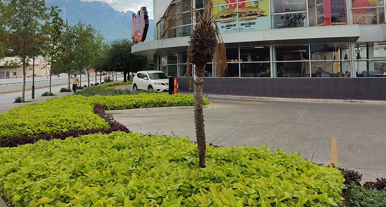 Proyecto Carl's Jr | Landscaping LASA