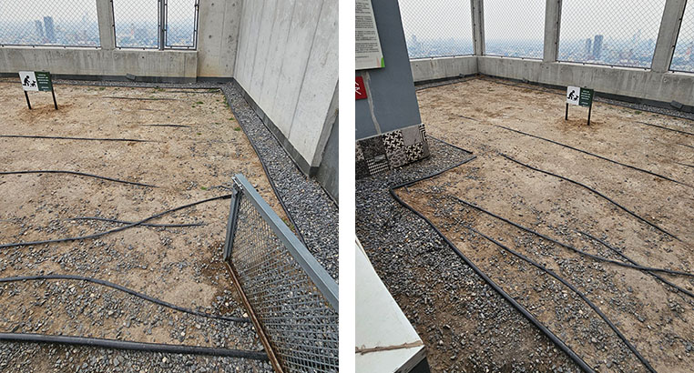 Proyecto Semillero La Purísima