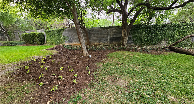 Proyecto Serena Green Living